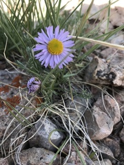 Erigeron pinnatisectus