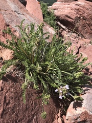 Oxytropis borealis viscida