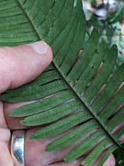 Pteris blumeana, photograph (c) Eric Knight, some rights reserved (CC BY)