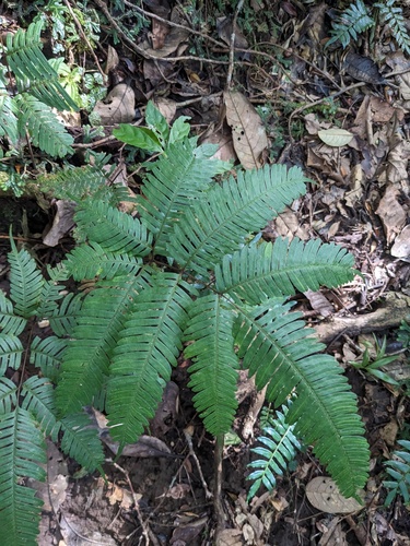 Pteris blumeana