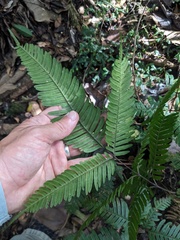 Pteris blumeana, photograph (c) Eric Knight, some rights reserved (CC BY)