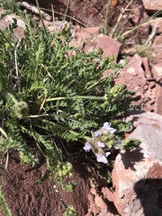 Oxytropis borealis viscida