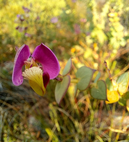 Image of Polygala fruticosa by (c) kevin koen, some rights reserved (CC BY-SA)