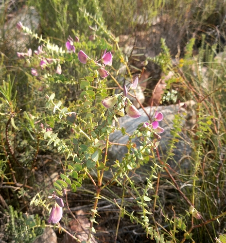 Image of Polygala fruticosa by (c) kevin koen, some rights reserved (CC BY-SA)