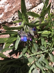 Mertensia lanceolata
