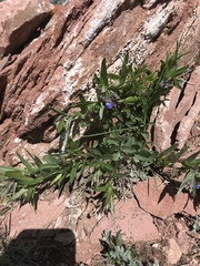 Mertensia lanceolata