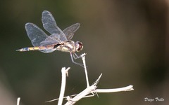 Tramea cophysa