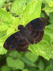Chiomara mithrax