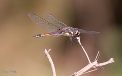 Tramea cophysa