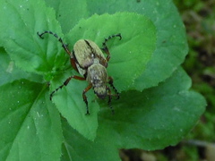 Macrodactylus subspinosus