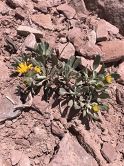 Packera werneriifolia