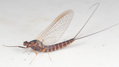Leptophlebia cupida