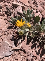 Packera werneriifolia