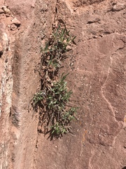 Eriogonum coloradense