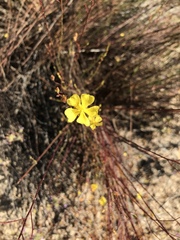 Crocanthemum aldersonii