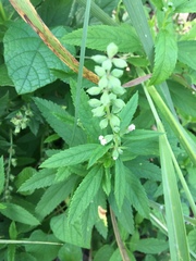 Myricaceae