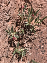 Eriogonum coloradense