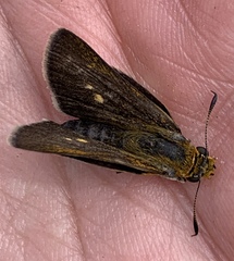 Euphyes bimacula