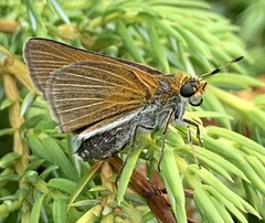 Euphyes bimacula