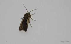 Agrotis gypaetina