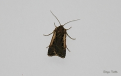 Agrotis gypaetina