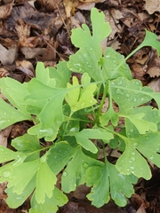 Ginkgo biloba