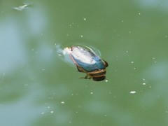 Dytiscus habilis