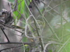 Basileuterus