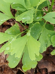 Ginkgo biloba