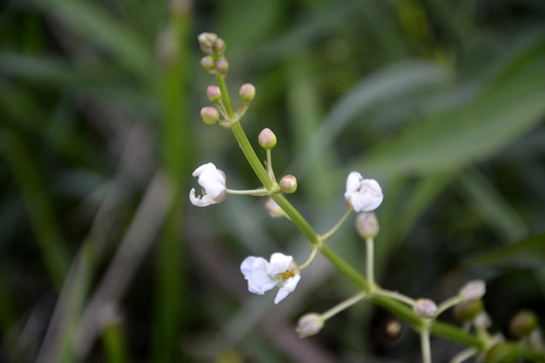 Sagittaria trifolia iNat (1)