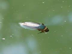 Dytiscus habilis