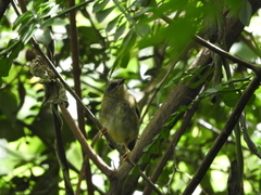 Basileuterus