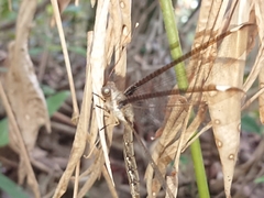 Ascalobyas albistigma