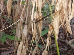 Ascalobyas albistigma