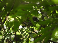 Basileuterus