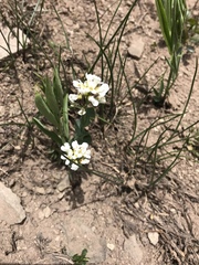 Noccaea fendleri