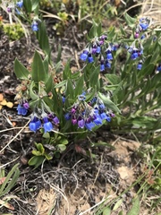 Mertensia lanceolata