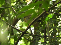 Basileuterus