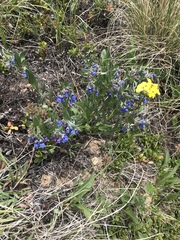 Mertensia lanceolata