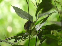 Basileuterus