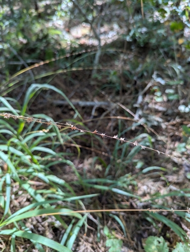Image of Slender Spikegrass (Chasmanthium laxum) by no rights reserved