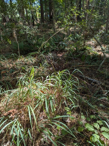 Image of Slender Spikegrass (Chasmanthium laxum) by no rights reserved