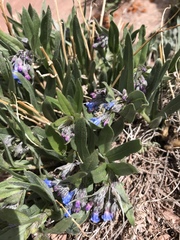 Mertensia lanceolata