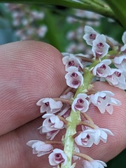 Pinalia multiflora, photograph (c) Eric Knight, some rights reserved (CC BY)