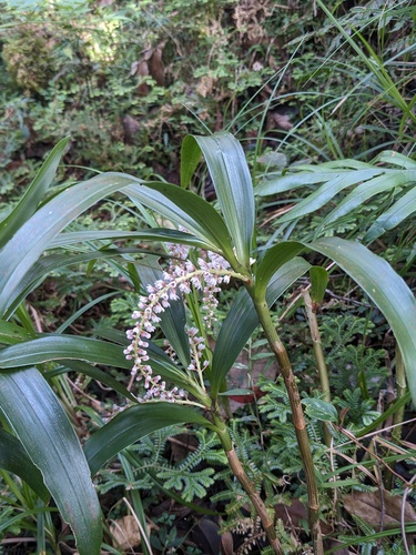 Pinalia multiflora, photograph 3