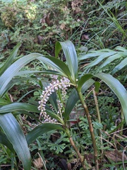 Pinalia multiflora, photograph (c) Eric Knight, some rights reserved (CC BY)