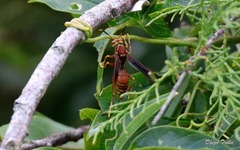 Polistes cavapyta