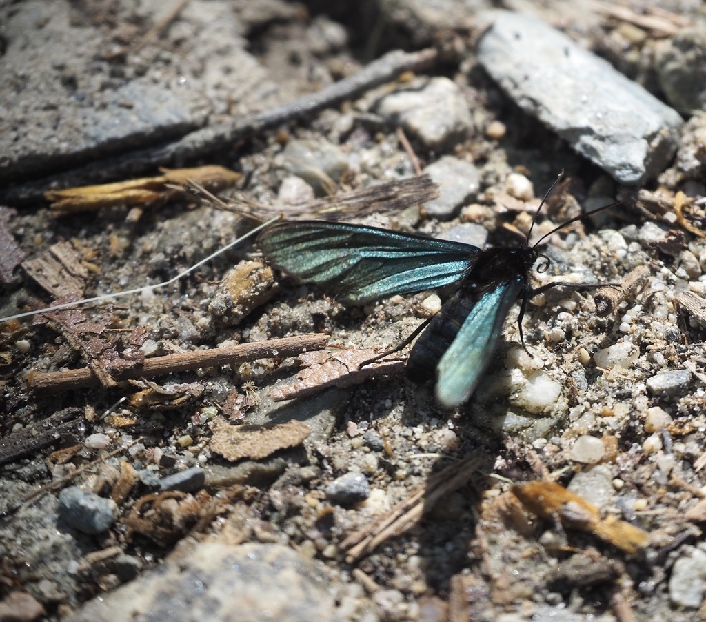 Chrysocale corax