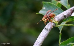 Polistes cavapyta