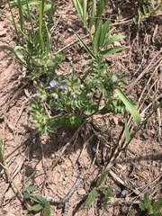 Polemonium pulcherrimum delicatum